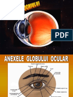 Anatomia Ochiului