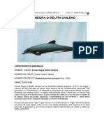 Delfín Chileno o Tonina Negra: Características y conservación de la especie endémica