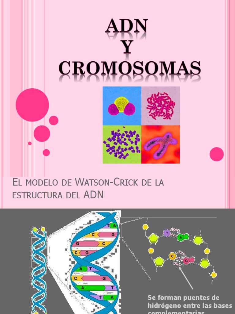 Cromosomas | PDF | Adn | Cromosoma