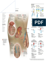 2014-infco-prostatitis-copyright.pdf