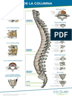 Anatomia de La Columna Vertebral