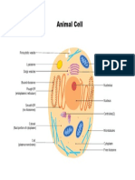 Animal Cell Diagram PDF