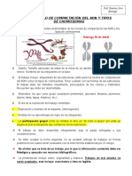 Modelo Niveles de Compactación Del ADN