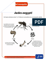 MosquitoLifecycle-sp.pdf