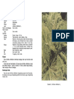 1-006-Daun Seribu PDF