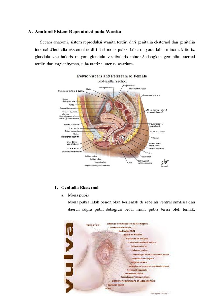 Anilingus lesbian porno