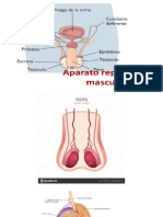 Aparato Reproductor