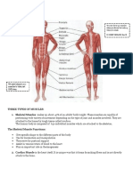 Physical Education and Health 111: We Need Almost 200 Muscles To Take Just ONE Step