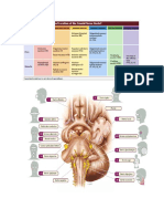 notas neurociencia medica.docx