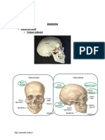 Anatomía