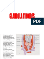La glándula tiroides: función y regulación hormonal