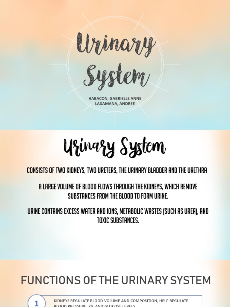 Urinary System | PDF | Kidney | Animal Anatomy