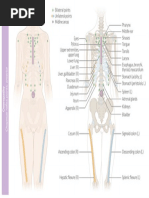 Osteopathy • Chapman's Reflex Points • Anterior