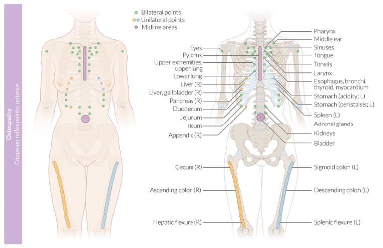 Osteopathy - Chapman's Reflex Points - Anterior | PDF