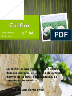 Coliflor