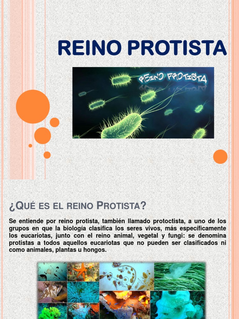 Reino Protista 01 | PDF | Algas | Eucariotas