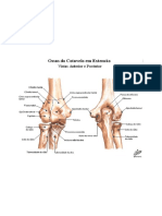 Ossos Do Cotovelo RÁDIO E ULNA.