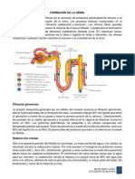 FORMACION-DE-LA-ORINA (1).pdf