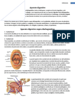 Apuntes Anatomia Digestivo