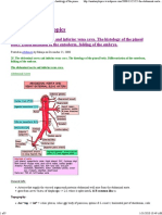 The Abdominal Aorta and Inferior Vena Cava. The Histology of The Pineal Body. Differentiation of The Entoderm, Folding of The Embryo PDF