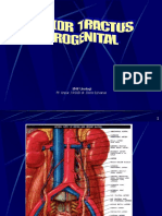 5. Tumor Traktus Urogenital