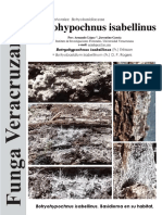 178 - Botryohypochnus Isabellinus PDF