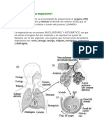 Ciencias Sitema Respiratorio