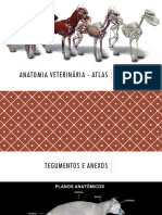 Anatomia Veterinaria Atlas PDF