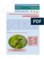 Inta Boletin Entomologico No 182. Informe Especial Megascelis