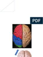 Anatomía Cerebro