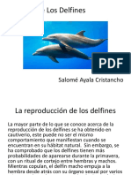 La Vida de Los Delfines