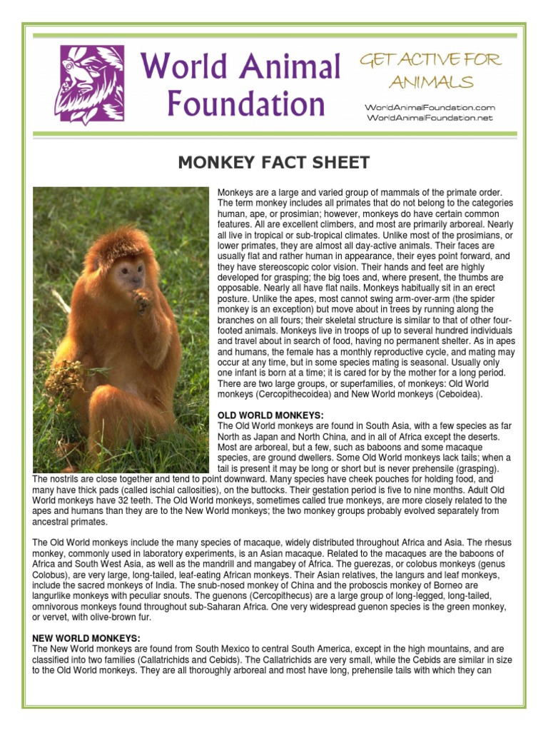 Monkey Habitat Facts: Lesson for Kids - Video & Lesson Transcript