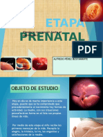 Etapa Prenatal