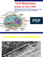The Cell Membrane PDF