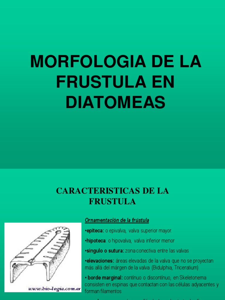 Morfología de la Frústula en Diatomeas | PDF