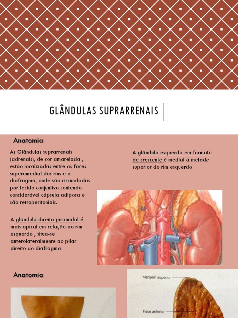 Anatomia e Funções das Glândulas Suprarrenais | PDF | Glândula suprarrenal  | Rim, image size:768x1024