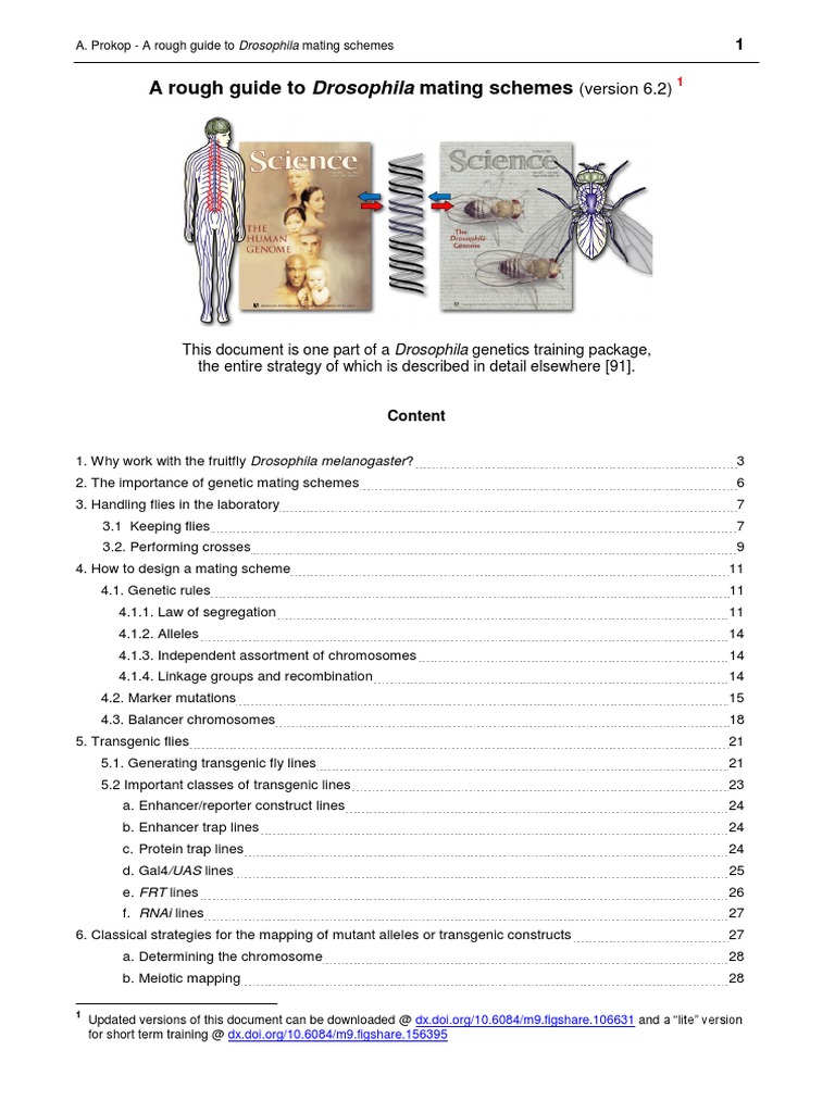 Drosophila Mating Schemes Guide | PDF | Zygosity | Drosophila Melanogaster