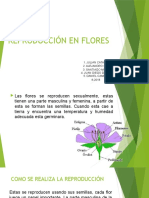 Reproducción en Flores