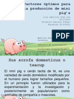 Mini Pig Seminario Aleman