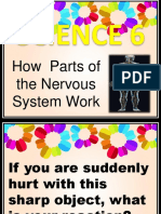 Science6q2week4 How Parts of The Nervous System Work
