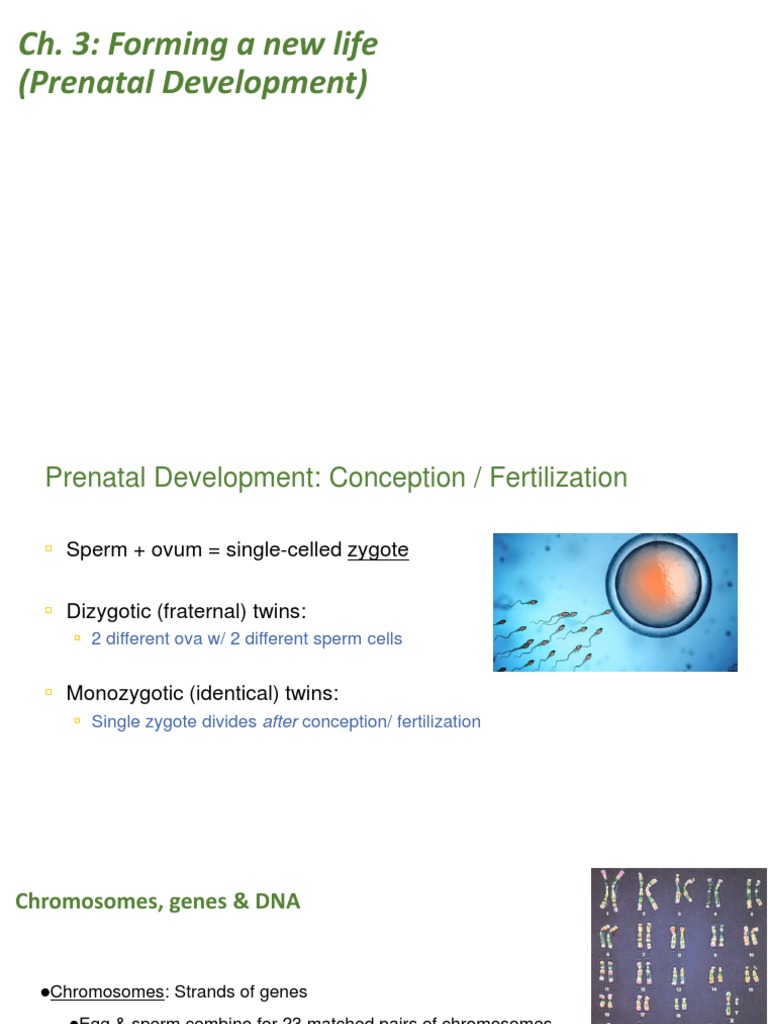 3 Lifespan CH 3 Prenatal Development | PDF | Zygosity | Twin