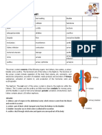 Urinary System Vocabulary