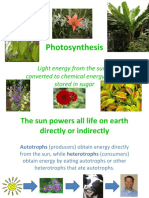 Photosynthesis: Light Energy From The Sun Is Converted To Chemical Energy That Is Stored in Sugar