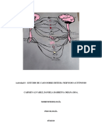 Reseña Del Sistema Nervioso