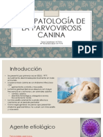 Fisiopatologia de La Parvovirosis