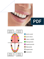 Dientes de Leche y Dientes Permanentes