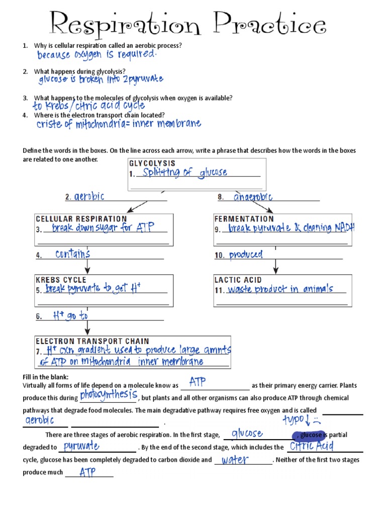 Resporation Worksheet | PDF | Cellular Respiration | Glycolysis