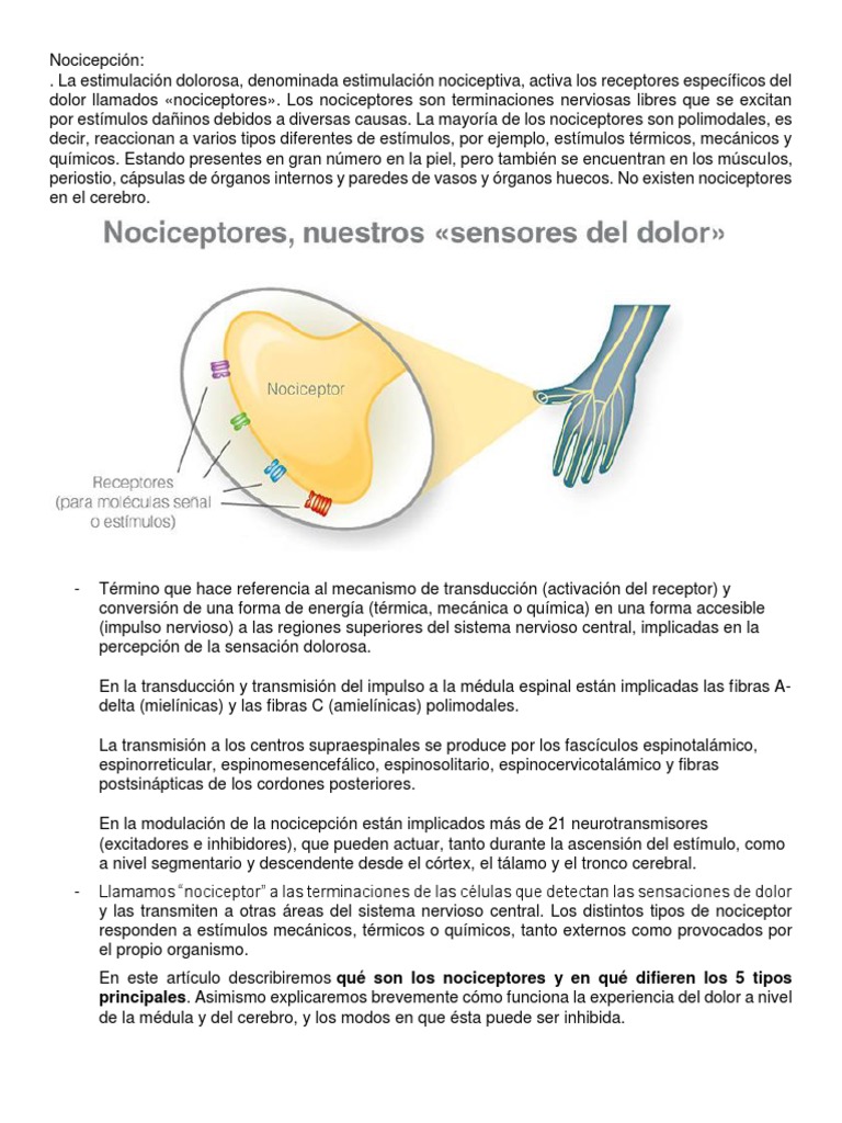 Nocicepción Dolor Cerebro