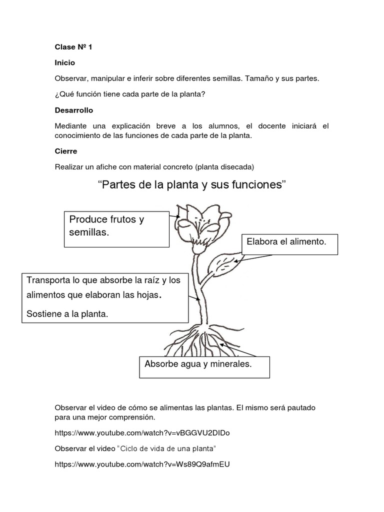 oveja Burro Deslumbrante Actividades Plantas | PDF | Plantas | Sistema respiratorio