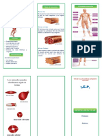 Sistema muscular: tipos, funciones y características